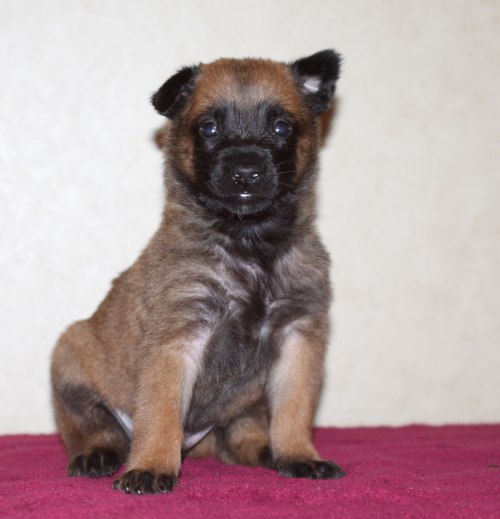 sitting pup