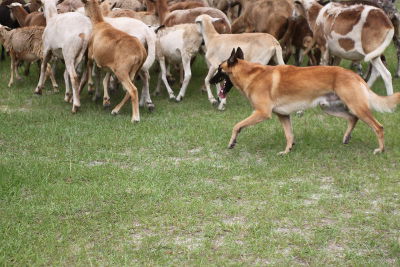 herding2