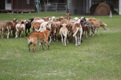 herding3
