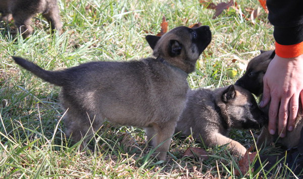 puppy