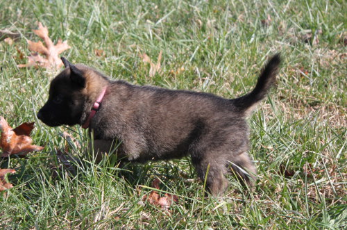 puppy2