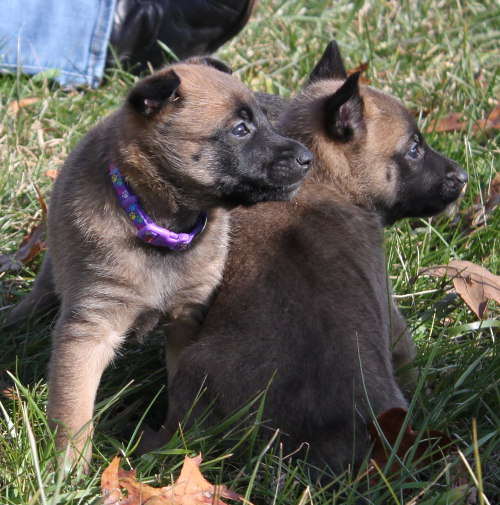 pups