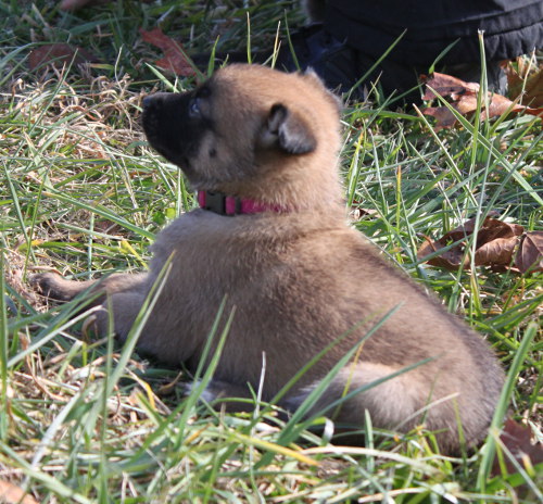 pup in grass