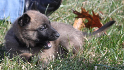 puppy3