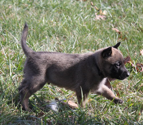 pup4