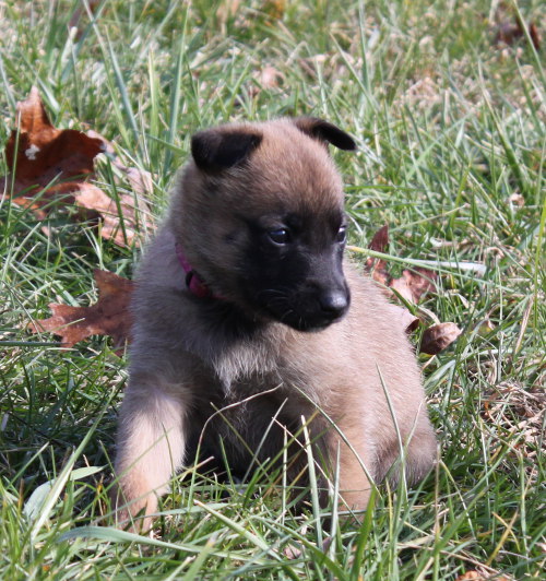 pup5
