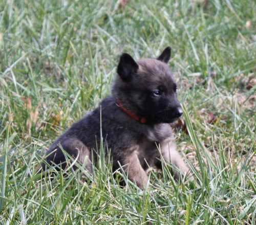 pup7