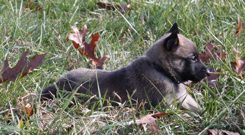 pup6