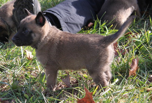 pup10