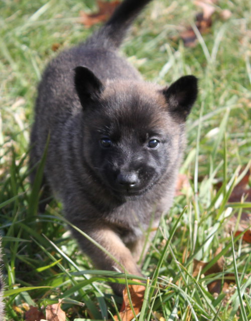 pup11
