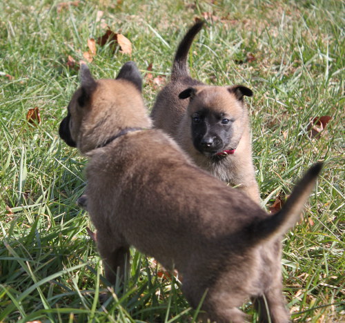 pups