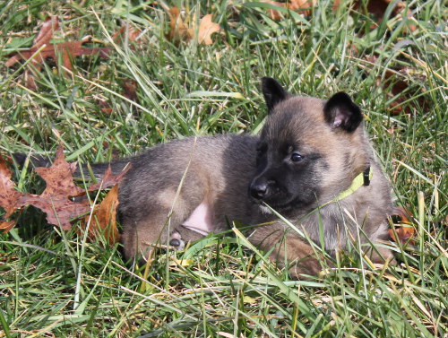 pup9