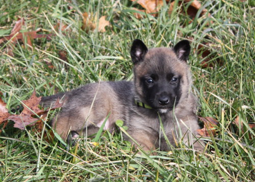 pup8