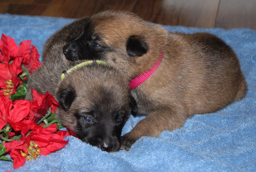 flower_pups
