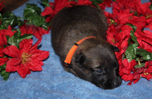 flower_pups
