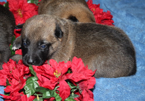 flower_pup