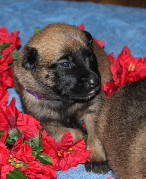 flower_pup