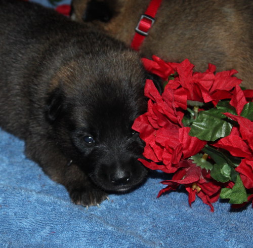flower_pup
