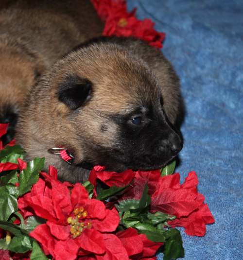 flower_pup
