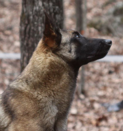 Rogue profile