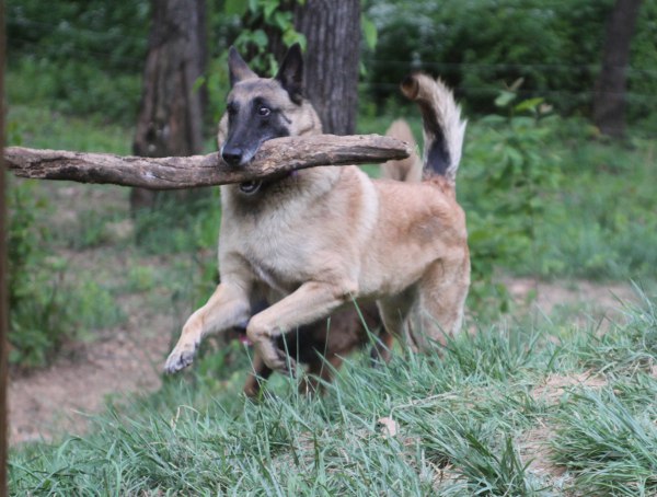 Tora with tree branch