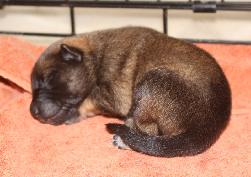 sleeping puppy