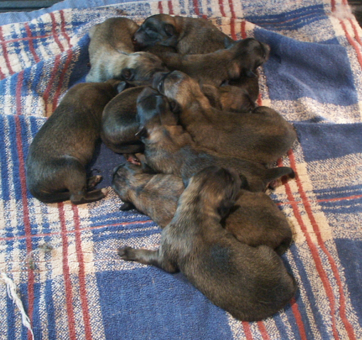 1 day old puppy pile