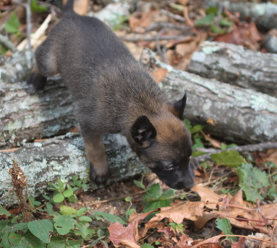 puppy over logs