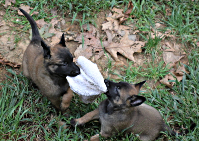 puppy tugging