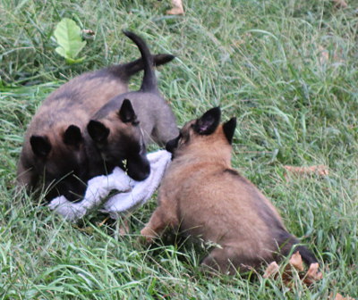 tugging puppies