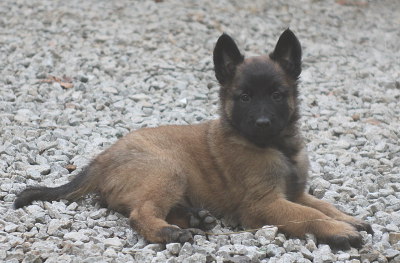 puppy taking a break