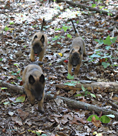 visiting the woods