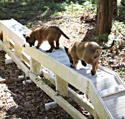 puppies on catwalk