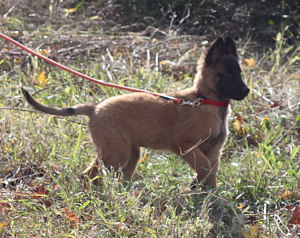 watching puppy
