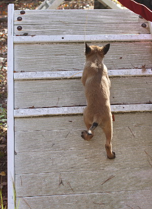 puppy on a-frame