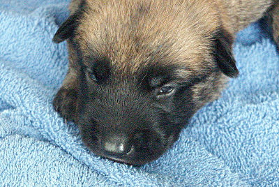puppy nose