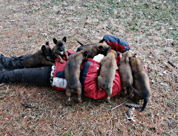 covered in puppies