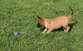 puppy chasing ball