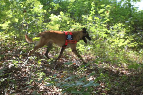 searching in woods