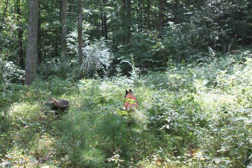 Fantome searching in woods